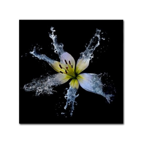 Lori Hutchison 'Lily Splish Splash' Canvas Art,24x24